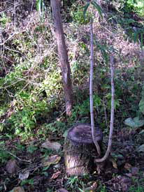 �؂芔�̐V��̐���