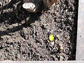 �������[���̂P