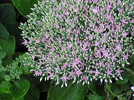 ��ٌc���[�Q