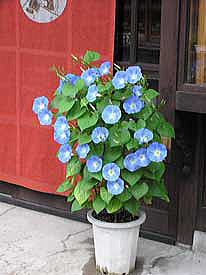 �X�ܑO�̂�������