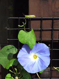 ����ƃo�b�^�[���̂Q