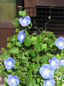 ����ƃo�b�^�[���̂P