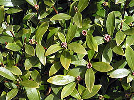 �`���`���E�Q�̂ڂ�