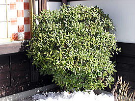 �X�ܑO�̃`���`���E�Q