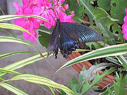 ���傤����[���̂P