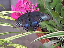 ���傤����[���̂Q