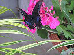 ���傤����[���̂R