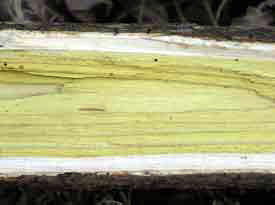 �؂̒��̐F�