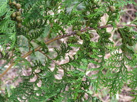 �}�t�ɂ����{�[�����ォ��