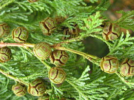 �{�[�������ꂽ���