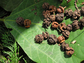 �Â�����Ċ��������{�[��