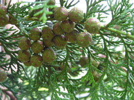 �}�t�ɂ����{�[����������傫�߂�