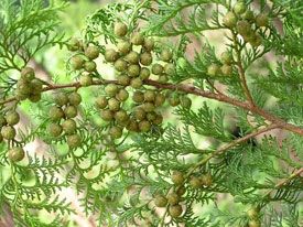 �}�t�ɂ����{�[����������