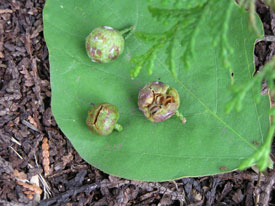 �{�[���̊�����̗̂l�q