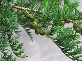 �}�t�ɂ����{�[����������