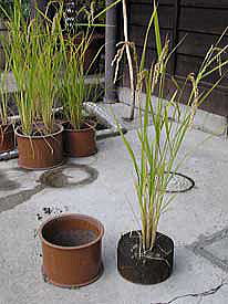 ���[���̂Q