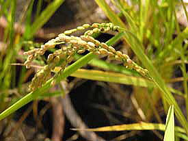 ���[���̂P