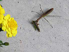 �J�}�L���ƃo�b�^�[���̂P