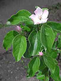 �����̉�