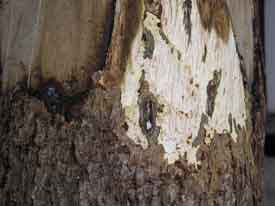 ���̖؂̓����̊g��