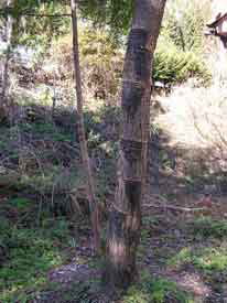 �؂ɍa�������S�̗̂l�q