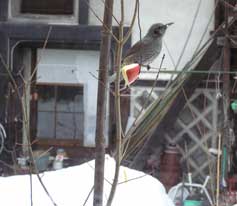 �q���h���Ƃ�񂲁[���̂P