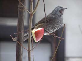 �q���h���Ƃ�񂲁[���̂Q