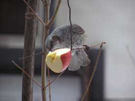 �q���h���Ƃ�񂲁[���̂R