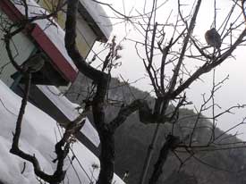 �q���h���Ƃ�񂲁[���̂S