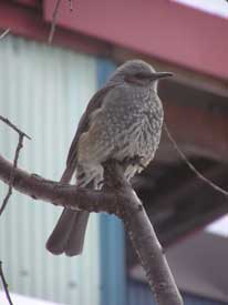 �q���h���Ƃ�񂲁[���̂U