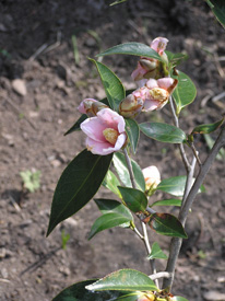 ���ւ�т���