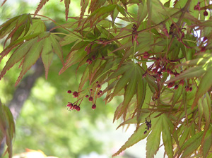 �J�G�f�̉�