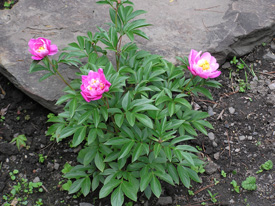 �V���N���N�̉�