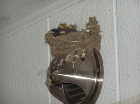 �c�o���̐�