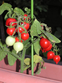 �n�[�g�^�̐Ԃ��~�j�g�}�g