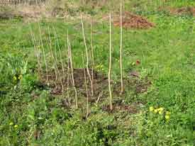 ���邵�̖؂̕c��