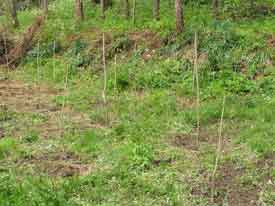 �P�T�{��1.8m�ʂ̊Ԋu��