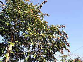 �Ђ̂����؂̎�̊k�[�P