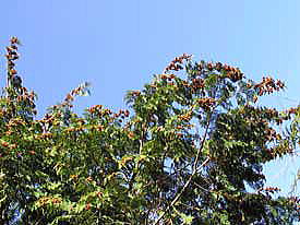 �Ђ̂����؂̎�̊k�[�Q