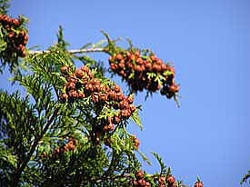 �Ђ̂����؂̎�̊k�[�R