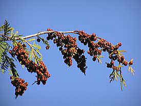 �Ђ̂����؂̎�̊k�[�S