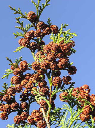 �Ђ̂����؂̎�̊k�փY�[���C��