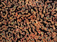 �͎郂���E�[���̂P