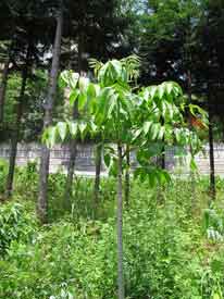 ���邵�̖؂̗t�̐L�т��l�q