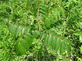 ���邵�̖؂̗t