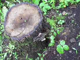 �؊�����V�����t