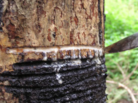 �~���ׂ�Ŏ����������Ƃ�