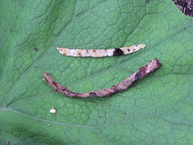 ���ꂢ�Ȉۊ���