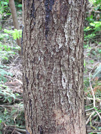 ���邵�̖ؔ�