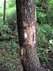 ��𔍂����l�q